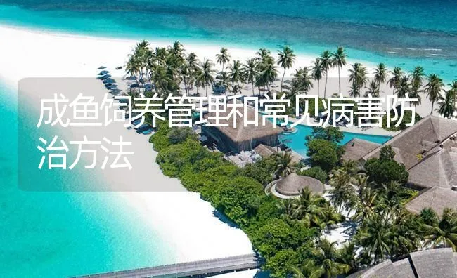 成鱼饲养管理和常见病害防治方法 | 海水养殖技术