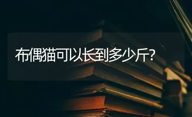 布偶猫可以长到多少斤？ | 动物养殖问答