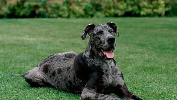 大丹犬怎么训练 大丹犬凶吗 大丹犬有攻击性吗