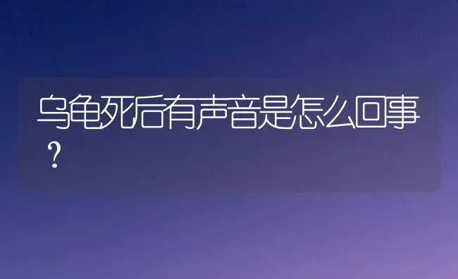 乌龟死后有声音是怎么回事？ | 动物养殖问答