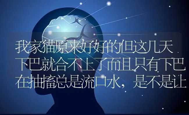 我家猫原来好好的但这几天下巴就合不上了而且只有下巴在抽搐总是流口水，是不是让人踢到脑袋或者下巴了？ | 动物养殖问答