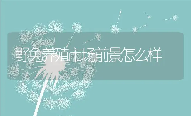 野兔养殖市场前景怎么样 | 动物养殖百科