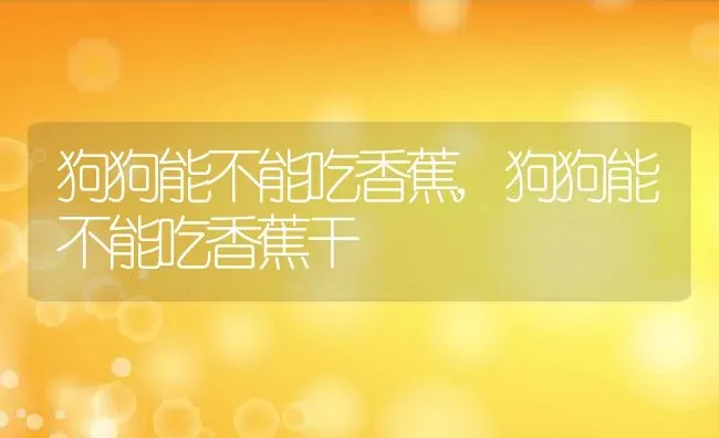 狗狗能不能吃香蕉,狗狗能不能吃香蕉干 | 宠物百科知识