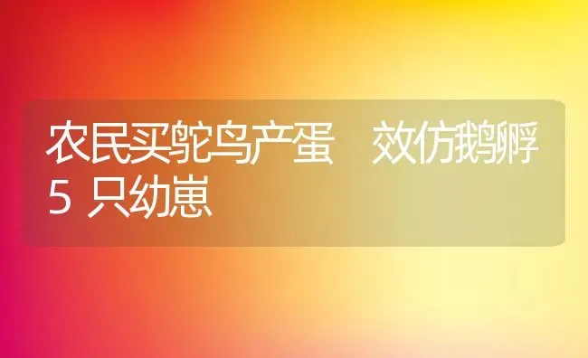 农民买鸵鸟产蛋 效仿鹅孵5只幼崽 | 动物养殖教程