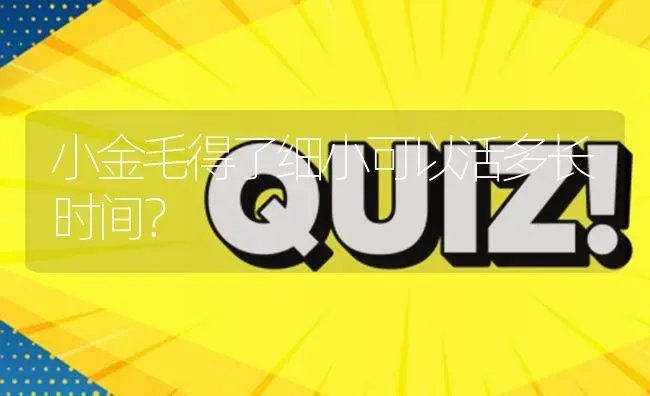 小金毛得了细小可以活多长时间？ | 动物养殖问答