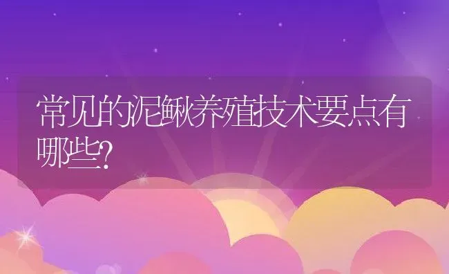 常见的泥鳅养殖技术要点有哪些？ | 动物养殖百科