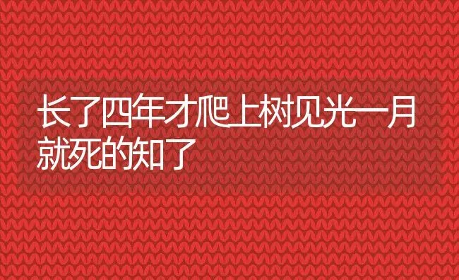 长了四年才爬上树见光一月就死的知了 | 动物养殖百科