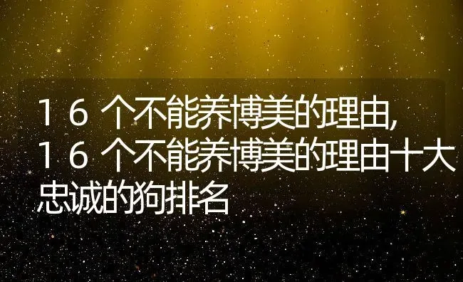 16个不能养博美的理由,16个不能养博美的理由十大忠诚的狗排名 | 宠物百科知识