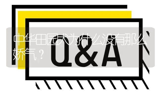 中华田园犬为什么没有那么娇气？ | 动物养殖问答