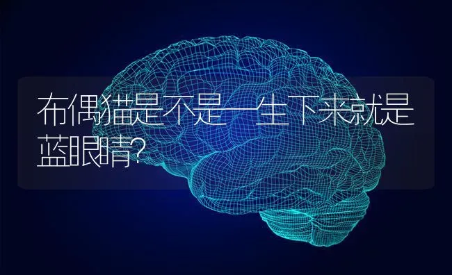 布偶猫是不是一生下来就是蓝眼睛？ | 动物养殖问答