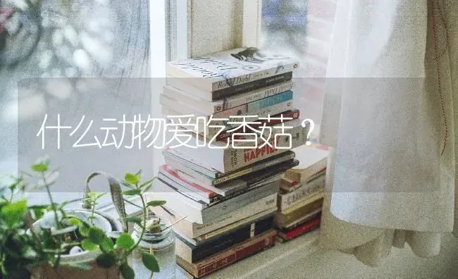 两岁的比熊一顿吃多少狗粮?是让它吃到自己不吃为止吗?是那种小粒的幼犬狗粮？ | 动物养殖问答