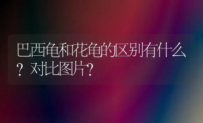 巴西龟和花龟的区别有什么?对比图片？ | 动物养殖问答