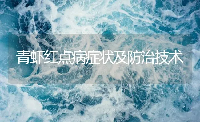 青虾红点病症状及防治技术 | 海水养殖技术