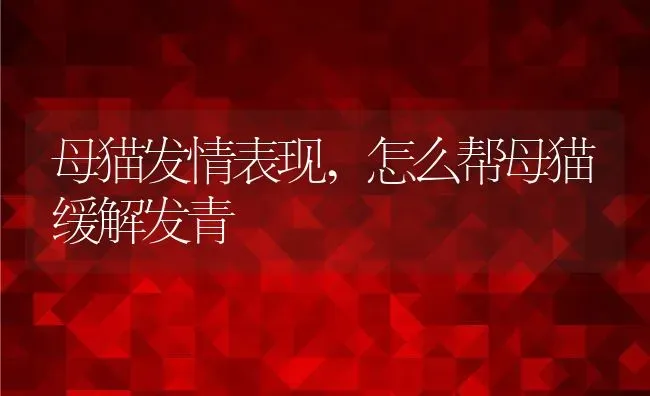 母猫发情表现,怎么帮母猫缓解发青 | 宠物百科知识