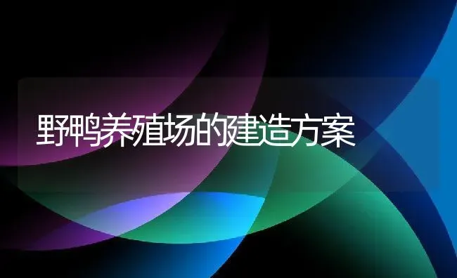 野鸭养殖场的建造方案 | 动物养殖百科