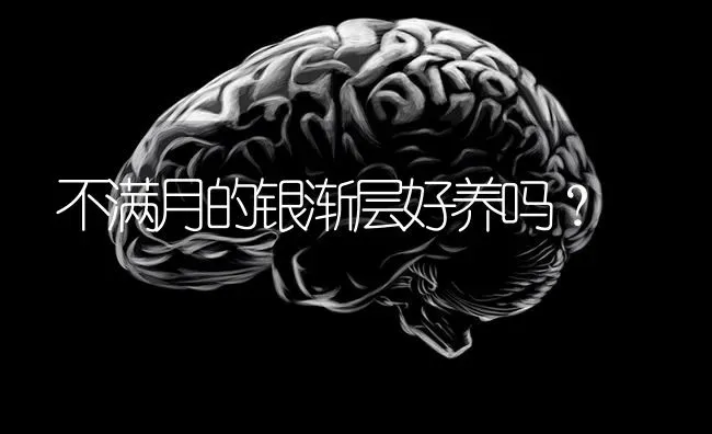 拉布拉多几个月认主？ | 动物养殖问答