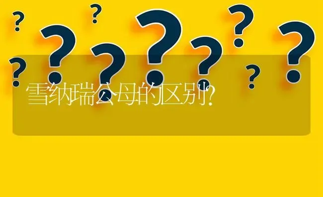 雪纳瑞公母的区别？ | 动物养殖问答