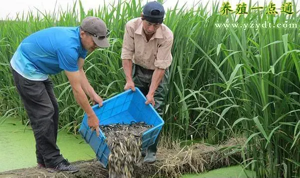 泥鳅万能套养技术大全--套养混养百搭效益高