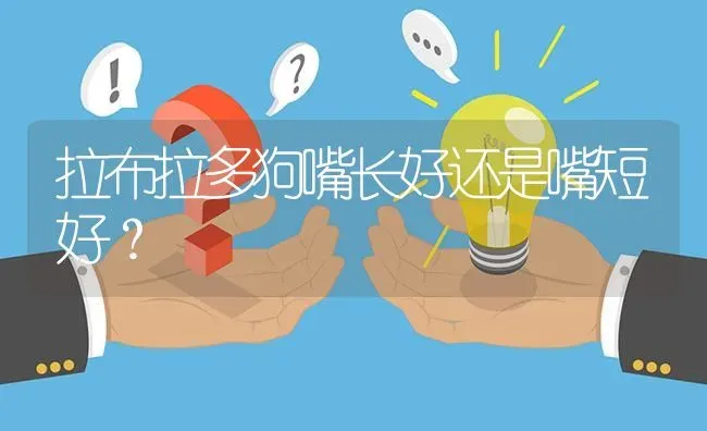 拉布拉多狗嘴长好还是嘴短好？ | 动物养殖问答