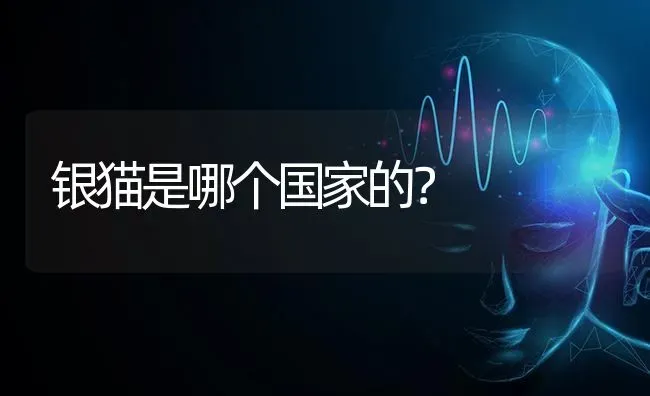 银猫是哪个国家的？ | 动物养殖问答