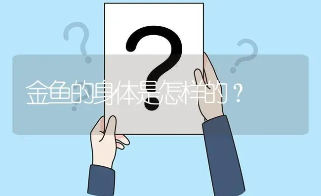 金鱼的身体是怎样的？ | 鱼类宠物饲养