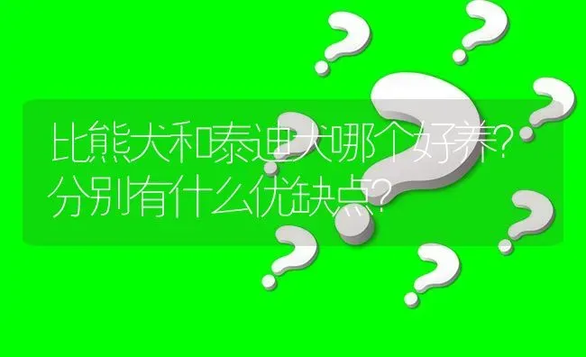 比熊犬和泰迪犬哪个好养？分别有什么优缺点？ | 动物养殖问答