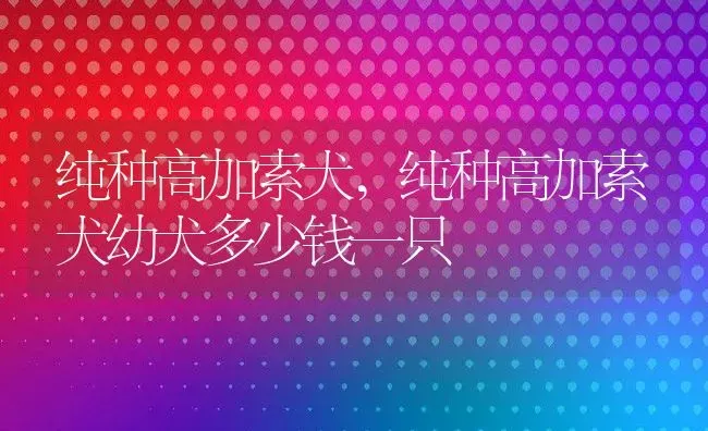 纯种高加索犬,纯种高加索犬幼犬多少钱一只 | 宠物百科知识