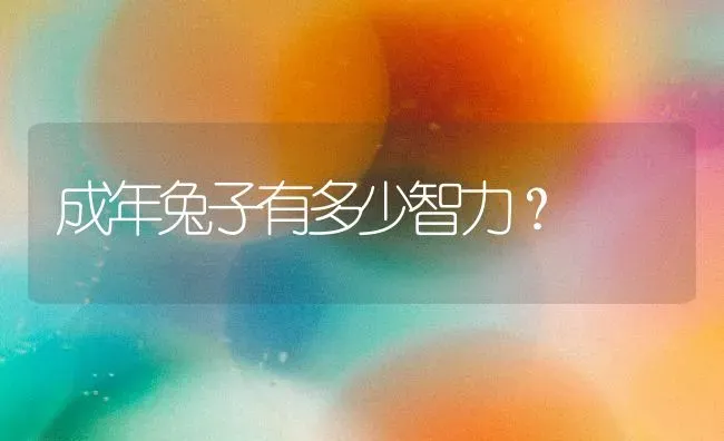 成年兔子有多少智力？ | 动物养殖问答