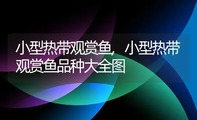 小型热带观赏鱼,小型热带观赏鱼品种大全图 | 宠物百科知识