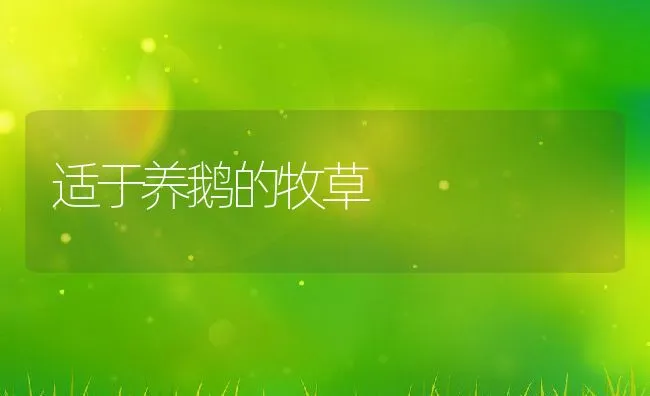 适于养鹅的牧草 | 动物养殖学堂