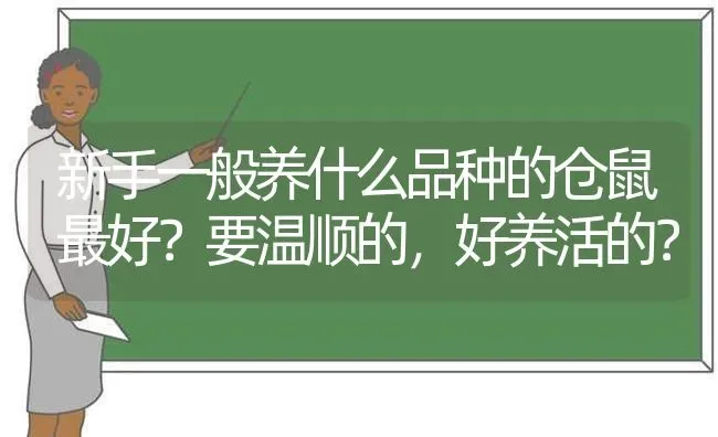 新手一般养什么品种的仓鼠最好？要温顺的，好养活的？ | 动物养殖问答