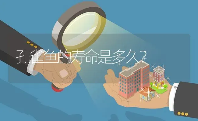 孔雀鱼的寿命是多久？ | 鱼类宠物饲养