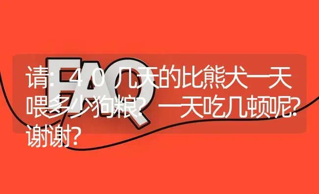 请:40几天的比熊犬一天喂多少狗粮?一天吃几顿呢?谢谢？ | 动物养殖问答