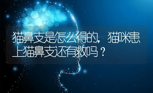 短腿猫吃多少？ | 动物养殖问答