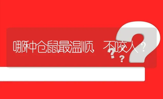 哪种仓鼠最温顺,不咬人？ | 动物养殖问答