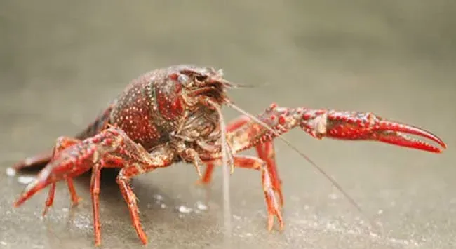 龙虾黑鳃病防治方法