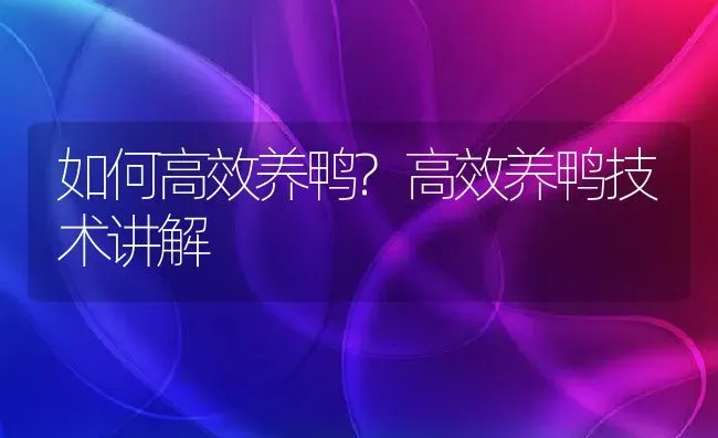 如何高效养鸭?高效养鸭技术讲解 | 动物养殖百科