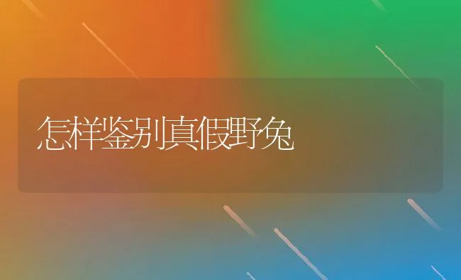 柴鸡育雏期为什么要求环境安静稳定？ | 动物养殖学堂