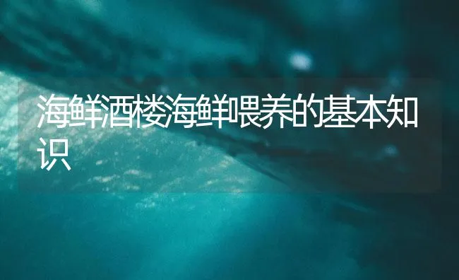 海鲜酒楼海鲜喂养的基本知识 | 海水养殖技术