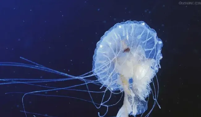 浪漫神器水母火爆江城 水母大佬一年卖40万头