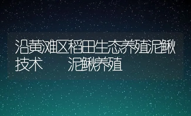 沿黄滩区稻田生态养殖泥鳅技术  泥鳅养殖 | 水产养殖知识