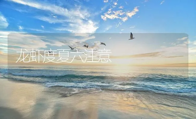 龙虾度夏六注意 | 海水养殖技术