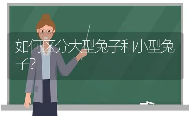 如何区分大型兔子和小型兔子？ | 动物养殖问答