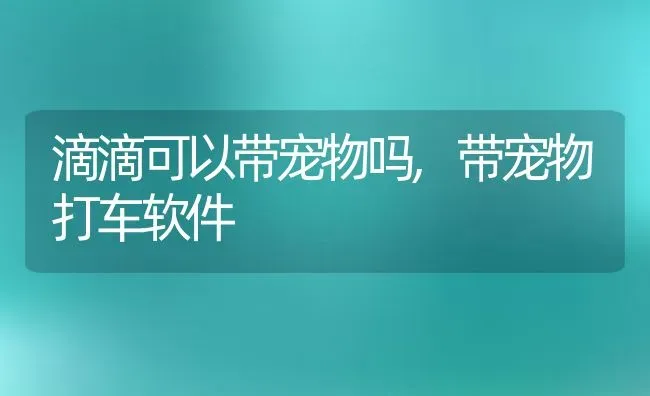 滴滴可以带宠物吗,带宠物打车软件 | 宠物百科知识