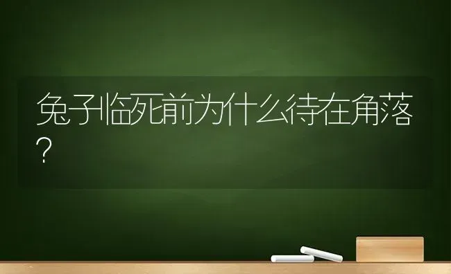 兔子临死前为什么待在角落？ | 动物养殖问答