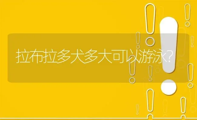 拉布拉多犬多大可以游泳？ | 动物养殖问答