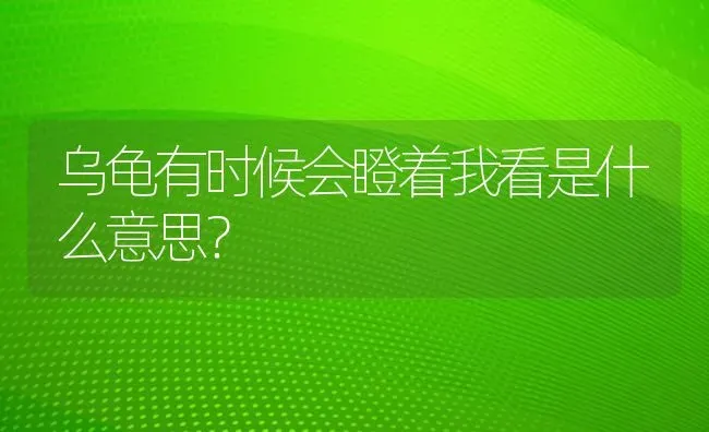 乌龟有时候会瞪着我看是什么意思？ | 动物养殖问答