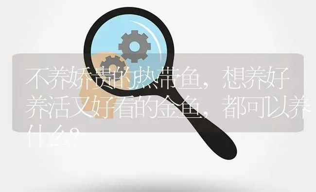 不养娇贵的热带鱼，想养好养活又好看的金鱼，都可以养什么？ | 鱼类宠物饲养