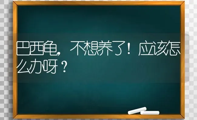 巴西龟，不想养了！应该怎么办呀？ | 动物养殖问答