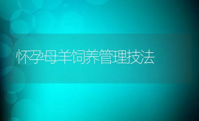 怀孕母羊饲养管理技法 | 动物养殖饲料